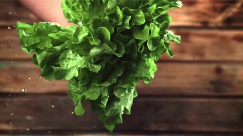 Fresh Green Lettuce Held, Water Droplets Falling