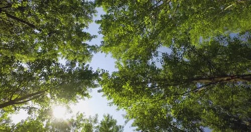 Looking Up in Forest POV Through Tops of Trees Sun Shines Through Foliage