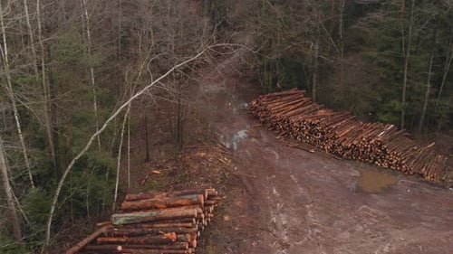 Piles of Sawn Logs of Trees in Forest