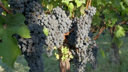 Ripe Vine Grapes Red Wine Agriculture Field