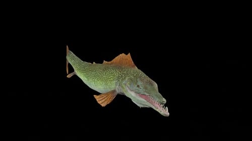 Fish Pike 1
