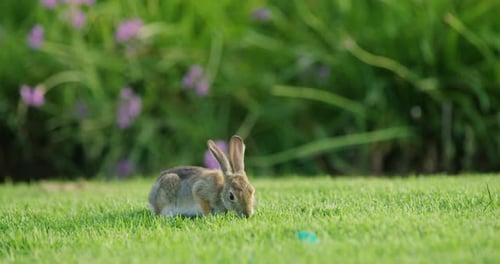 Rabbit eating in the grass