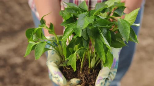 Green Seedlings in the Hands of a Farmer, Close-up