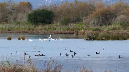Patos y cisnes en un lago
