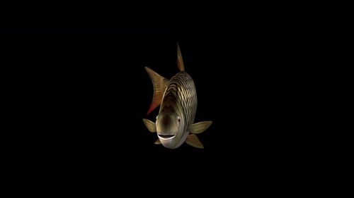 Fish Slow Swimming – Front View