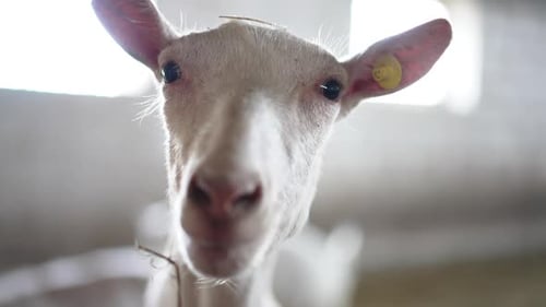 Intimate Close Up of White Goat on Farm