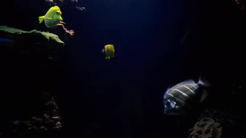 Underwater Tropical Fishes