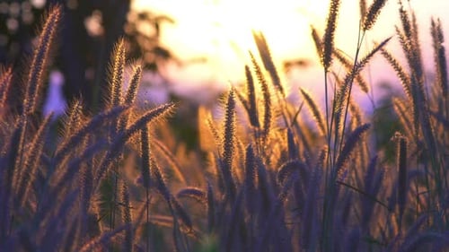 Grass Field