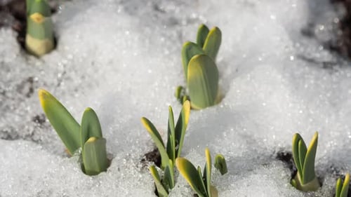 New Plants Sprouts, Snow Melting Time Lapse
