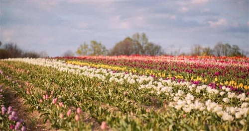 Blooming Tulips on Agriculture Field