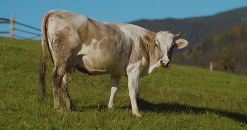 Cow Grazing in a Lush Green Pasture