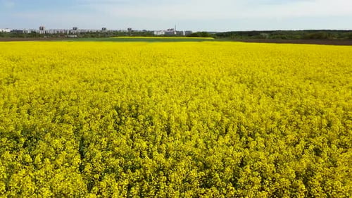 Flying Over the Rapeseed Field During Rapeseed Flowers Blooming