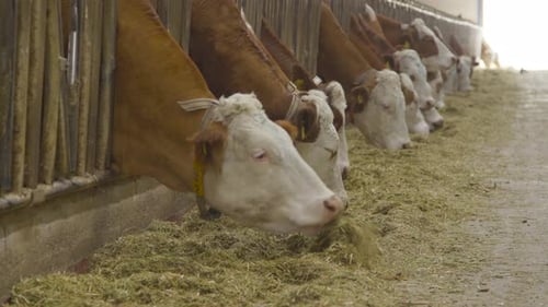 Simmental cows, dairy farm.