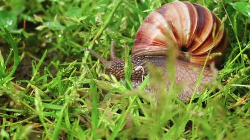 Snail (2.7K)