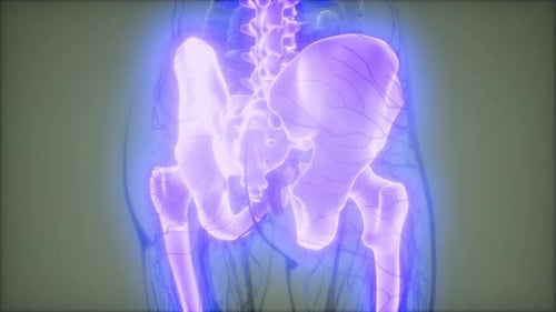 Futuristic Medical X-Ray Scan of Human Pelvis and Spine