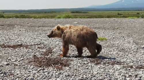 The Kamchatka Brown Bear Walks Through the Rocky Landscape