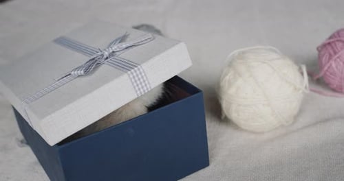Cute White Kitten Emerging from a Gift Box