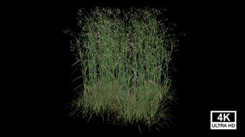 Animated Grass Growth Element with Alpha Channel