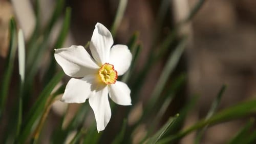 Narcissus poeticus garden flower on wind slow-mo 1920X1080 HD footage - Slow motion daffodil pla