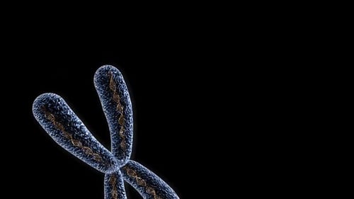 Rotating Human Chromosome with DNA Structure 3D Animation