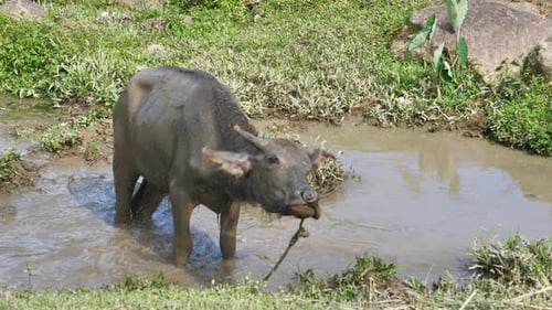 Water Buffalo Standing in a Muddy Watering Hole