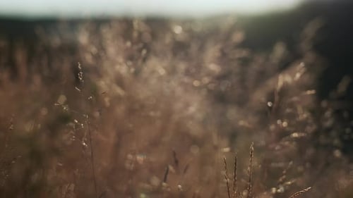 Sunlit Meadow Grass in Field at Autumn As Sun Rises