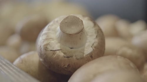 Gros plan extrême de champignons dans une épicerie. Champignons frais posés sur une étagère dans un magasin de détail