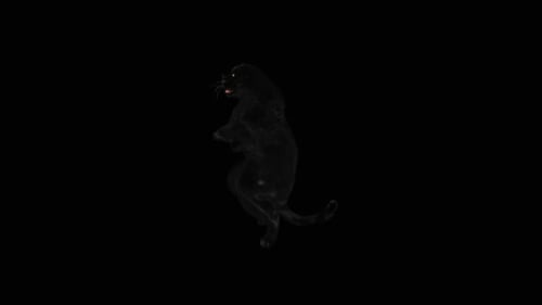 Black Panther Rearing Up and Swiping Animation