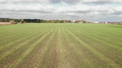Feld für ökologische Nutzpflanzen aus grünem Anbau.