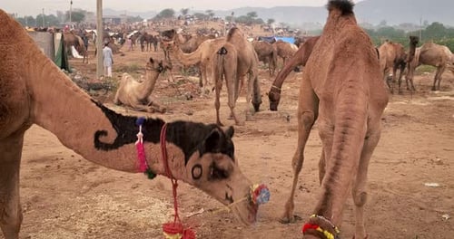 Camels at Pushkar Mela Camel Fair Festival in Field Eating Chewing at Sunrise, Pushkar, Rajasthan