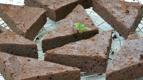 Chocolate Brownies Freshly Baked on Cooling Rack