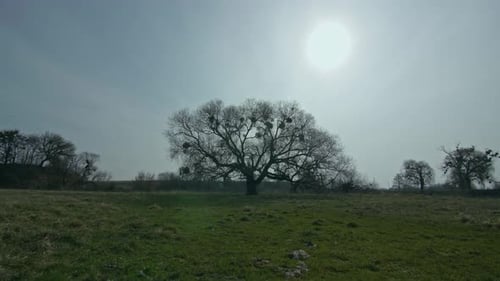 Baum im Feld