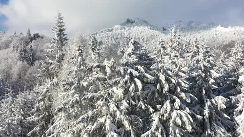 Aerial View of Winter Forest Covered in Snow