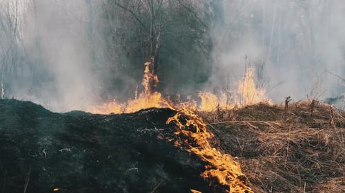 Wildfire in Spring Forest Burning Dry Grass Trees Bushes Flames and Smoke