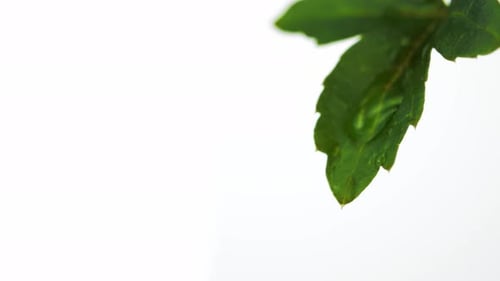 Water droplet falling from green leaf. Slow Motion.