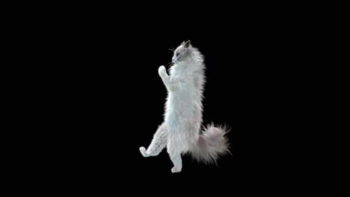 Katze tanzt HD