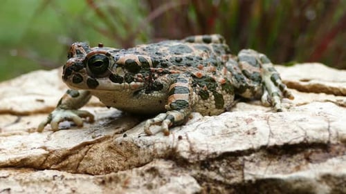 European green toad on a rock