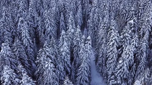 Pine Trees Covered with Snow with a Copter. View From Above. Aerial View