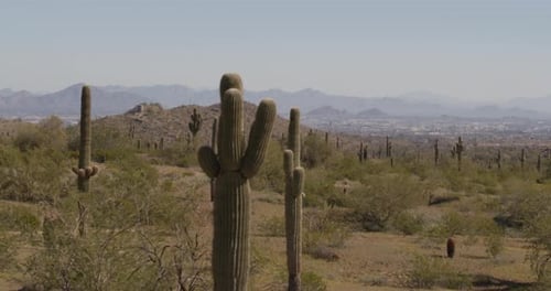 A desert landscape with cactus and distant mountains