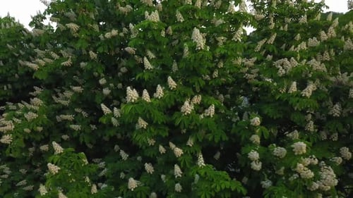 Im Frühling entlang der blühenden Kastanien fliegen