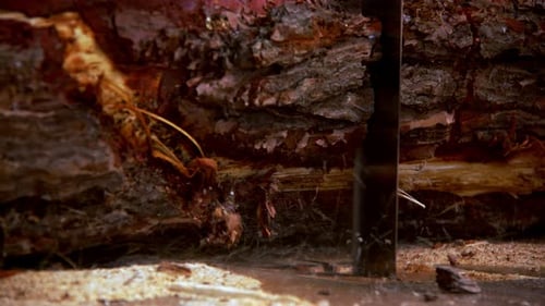 Cutting Woods In Carpenter 1