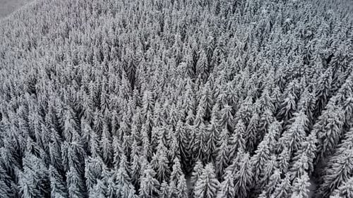 Aerial Flying Above Winter Forest in Mountain Valley