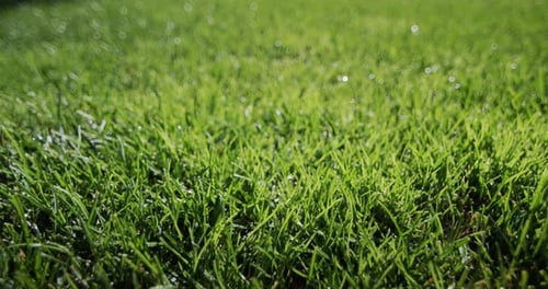Tautröpfchen kondensierten sich auf dem grünen Gras