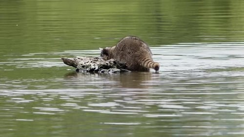 Raccoon at Forest Lake - 07 - 4K