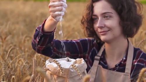 Young Woman Pours Flour in Golden Wheat Field