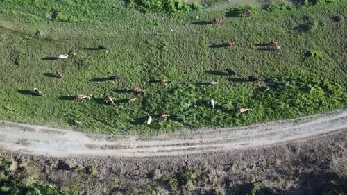 Aerial flock of cows on green meadow grazing grass