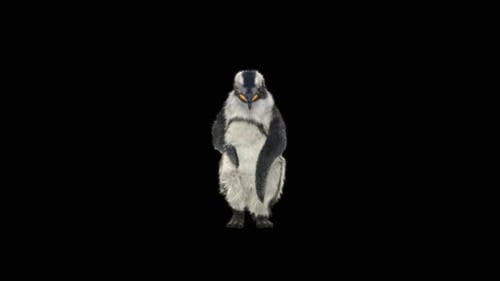 Penguin Dancing HD