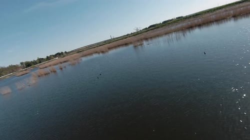 Fast and Maneuverable Flight Over the Lake with Reeds