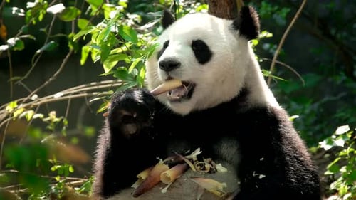 Giant Panda Eating Bamboo in Lush Habitat
