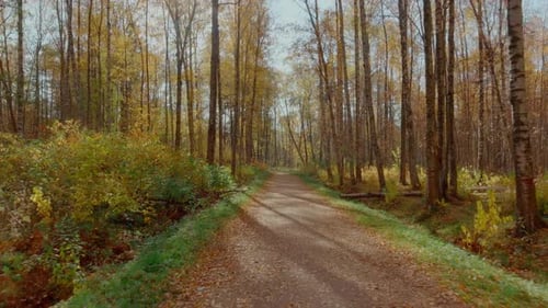 Drone volant vite dans le parc au-dessus du chemin Automne doré dans le parc Feuilles jaunes sur le